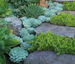 Succulents planted neatly next to and between pavers.